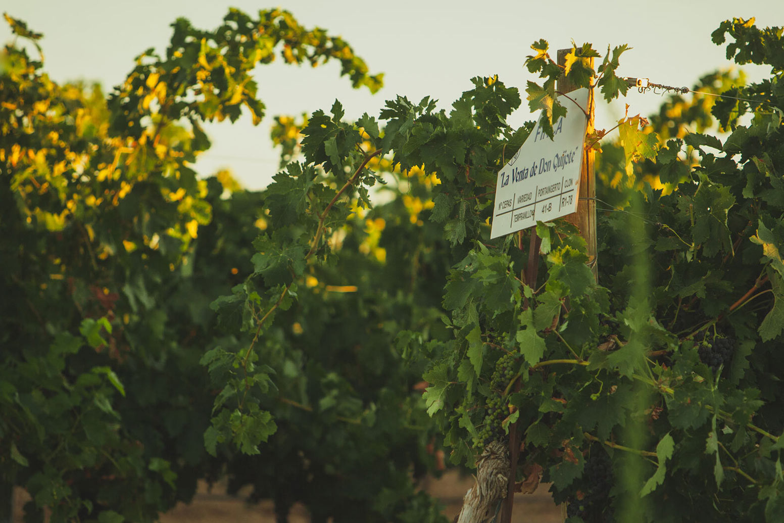 Finca-Venta-de-Don-Quijote-5